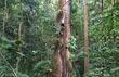 Los árboles de la Amazonia crecen más por el mayor nivel de CO2