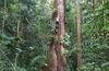 Los árboles de la Amazonia crecen más por el mayor nivel de CO2