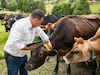 EU reabrirá su frontera al ganado mexicano el 24 de agosto    