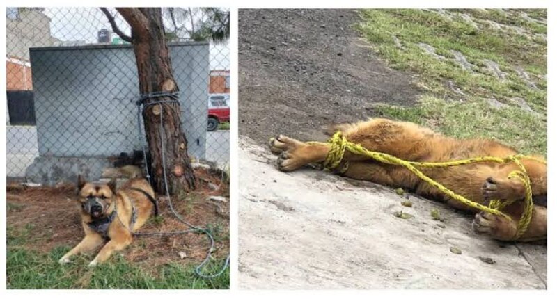 Perro amarrado a un árbol