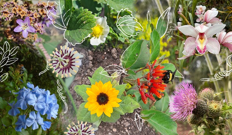 Jardín de flores silvestres