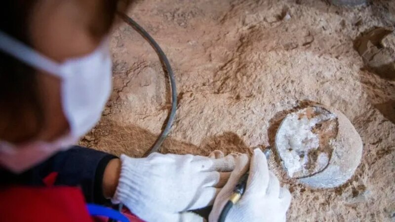 Descubren en China un fósil de dinosaurio con piel conservada