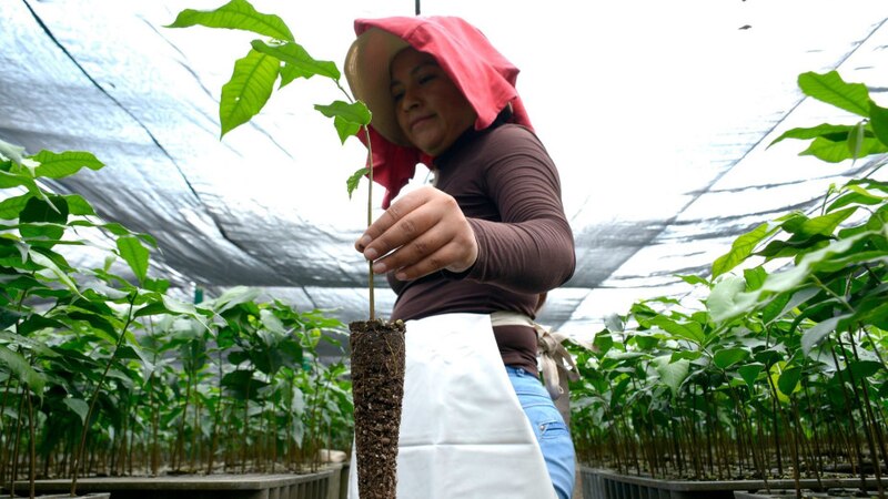 Mujer trabajando en un vivero de café