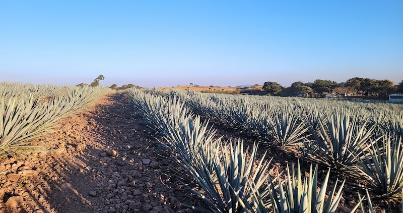 Cultivo de agave azul en Tequila, Jalisco, México