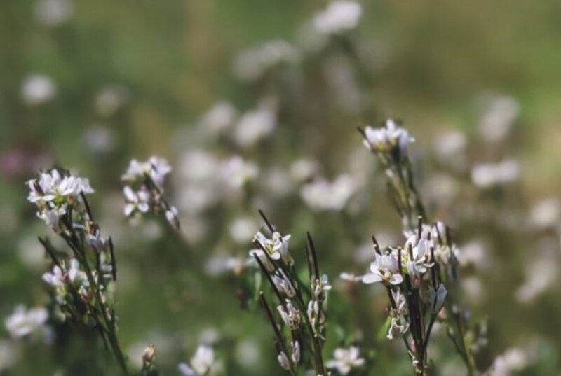 Flores blancas en un campo verde