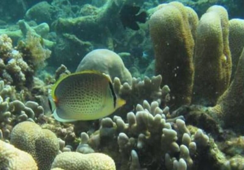 Peces nadando en un arrecife de coral.