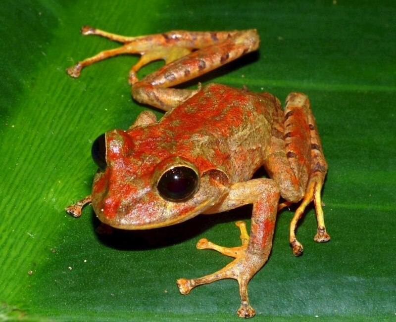 Una rana roja y negra sobre una hoja verde