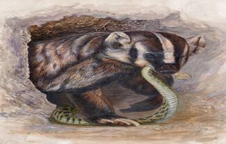 Un excavador imparable y maestro de la supervivencia