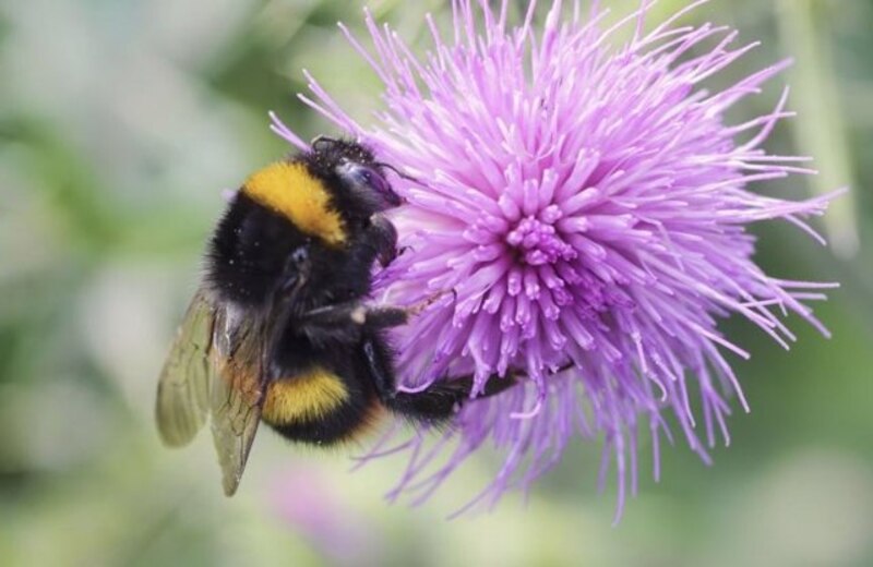 Abeja en una flor