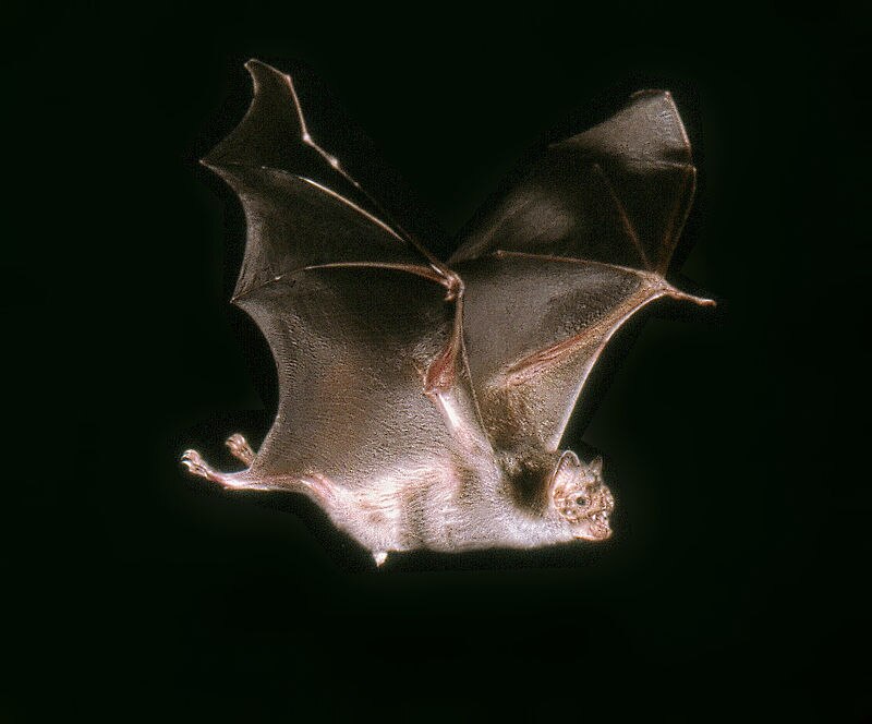 Murciélago volando