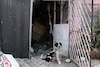 Comisión del Congreso CDMX firmará convenios con las 16 alcaldías en pro del bienestar animal