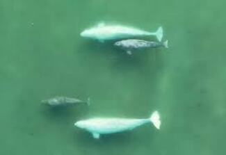 Las ballenas beluga de Alaska intercambian parejas para sobrevivir a largo plazo