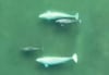 Las ballenas beluga de Alaska intercambian parejas para sobrevivir a largo plazo