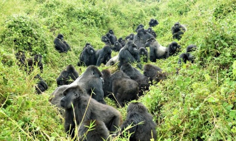 Una familia de gorilas en la selva
