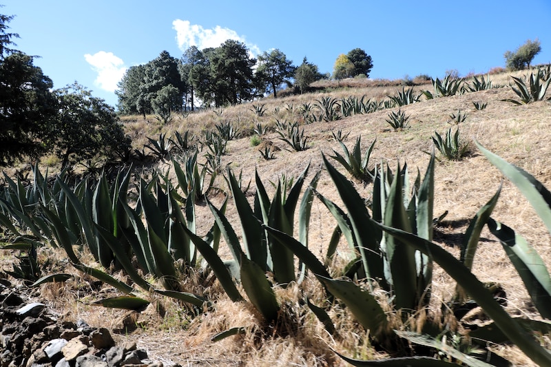 Cultivo de agave en México