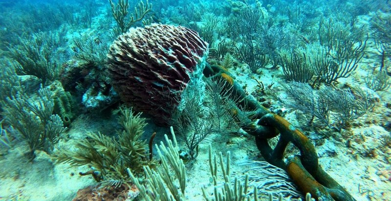 Arrecife de coral con una cadena oxidada