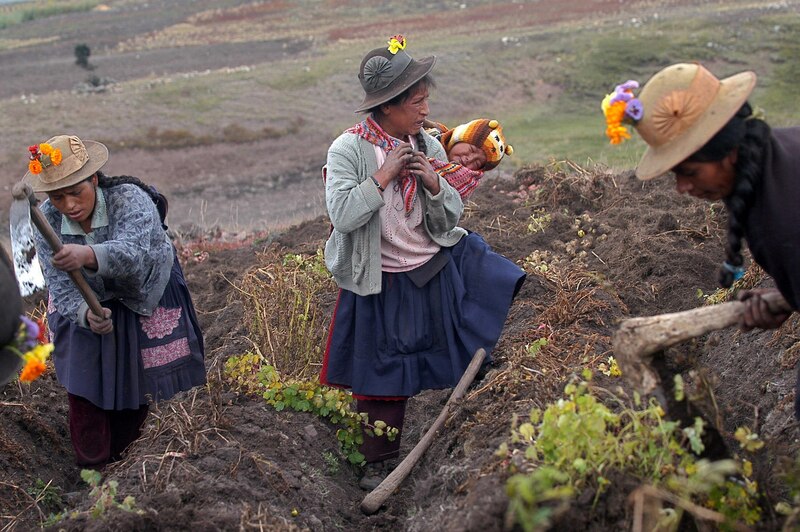 Mujeres indígenas cosechando patatas en los Andes