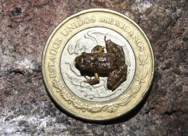 Rana miniatura