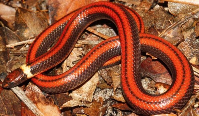 Culebra roja