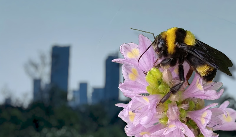 Abeja en una flor con la ciudad al fondo