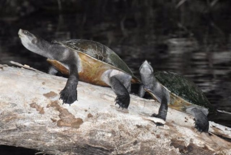 Tortugas tomando el sol sobre un tronco en el agua