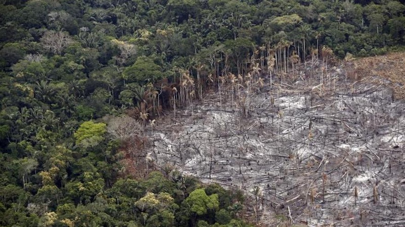 La deforestación en la Amazonía