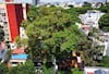 Buscan proteger por Ley a los árboles patrimoniales en la CDMX