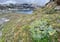 Las plantas boreales colonizan el Ártico y podrían acelerar el deshielo del permafrost