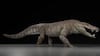 Joaquinraptor, un dinosaurio depredador que dominó el Cretácico tardío en Argentina