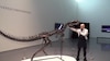 Sotheby’s presenta en Nueva York la estrella de su nueva subasta, un ´dinosaurio bebé´