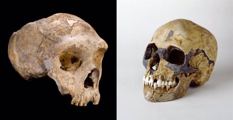 Comparación de cráneos de humanos modernos y primitivos