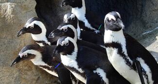 Poblaciones de pingüinos africanos han disminuido en 95% en solo ocho años