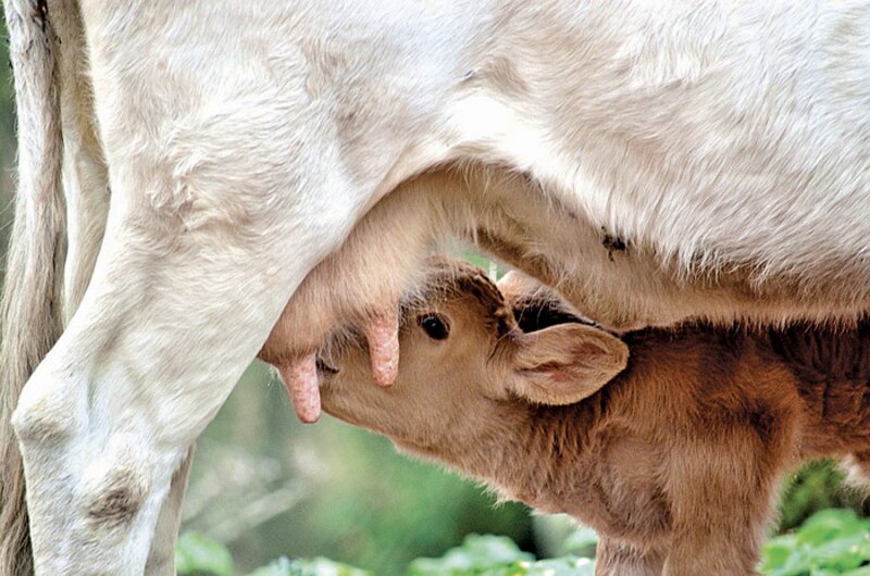 Vaca amamantando a su ternero