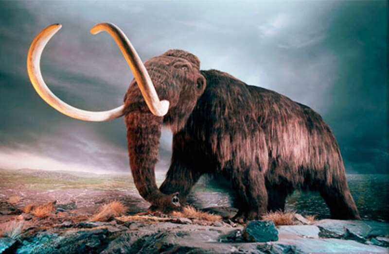 Un mamut en la tundra