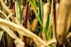 Unión de agricultores mexicanos advierten “catástrofe alimentaria” por aranceles de Trump