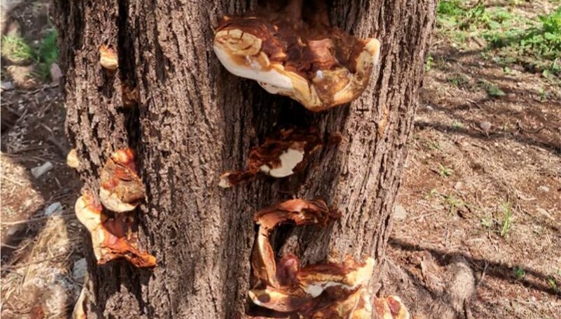 Crecimiento de hongos en la corteza de un árbol