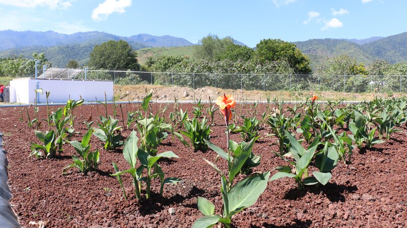 Cultivo de plantas en suelo volcánico