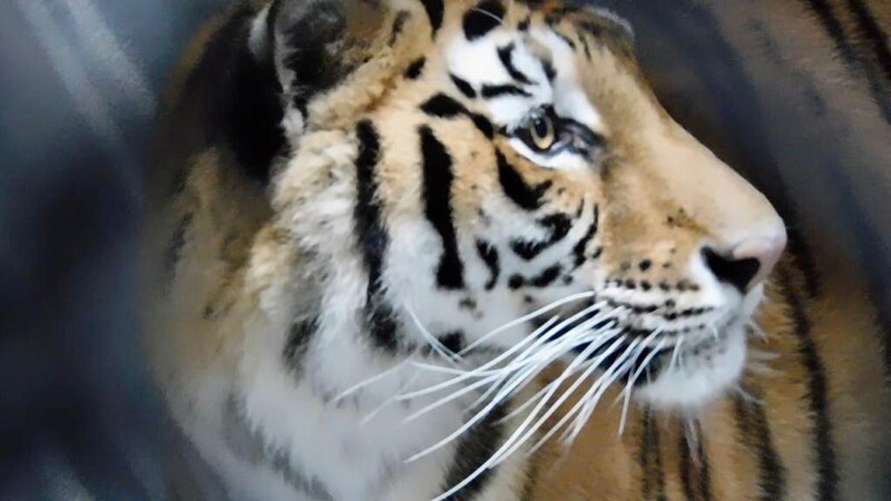 Tigre siberiano