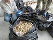 Elementos de la Defensa detienen a hombre que intentaba transportar 11,175 huevos de tortuga marina
