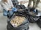 Elementos de la Defensa detienen a hombre que intentaba transportar 11,175 huevos de tortuga marina