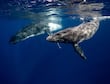 Islandia reanuda la caza de ballenas entre protestas tras pausa de dos años