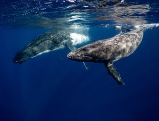 Islandia reanuda la caza de ballenas entre protestas tras pausa de dos años