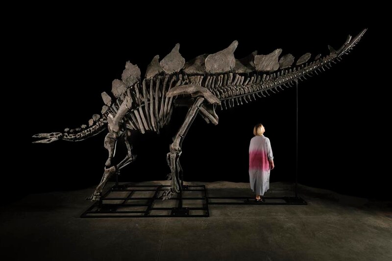El esqueleto de un dinosaurio Stegosaurus