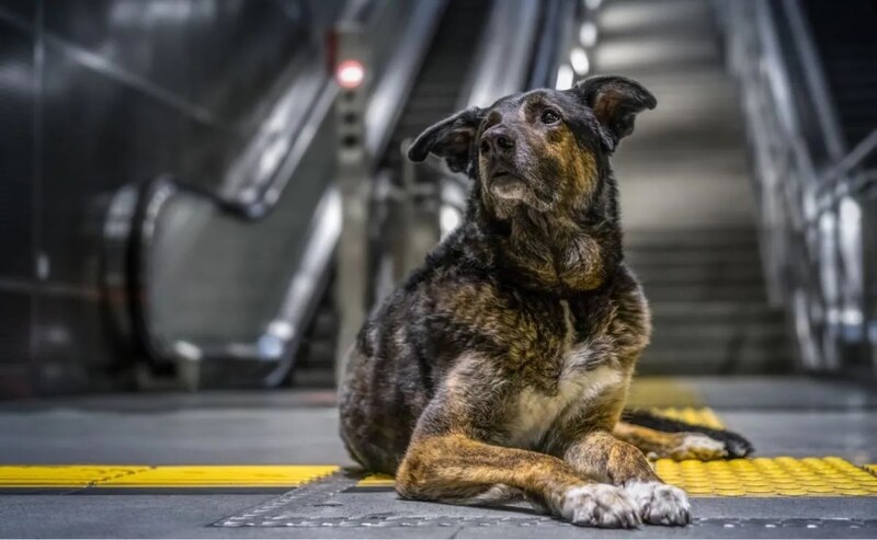 Perro esperando en el metro