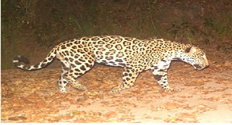 Jaguar en la noche