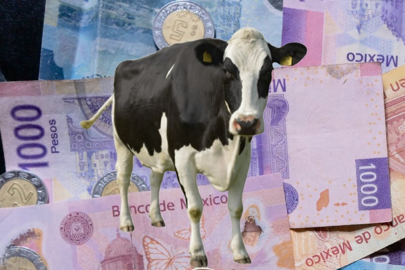 Precio de una vaca en México