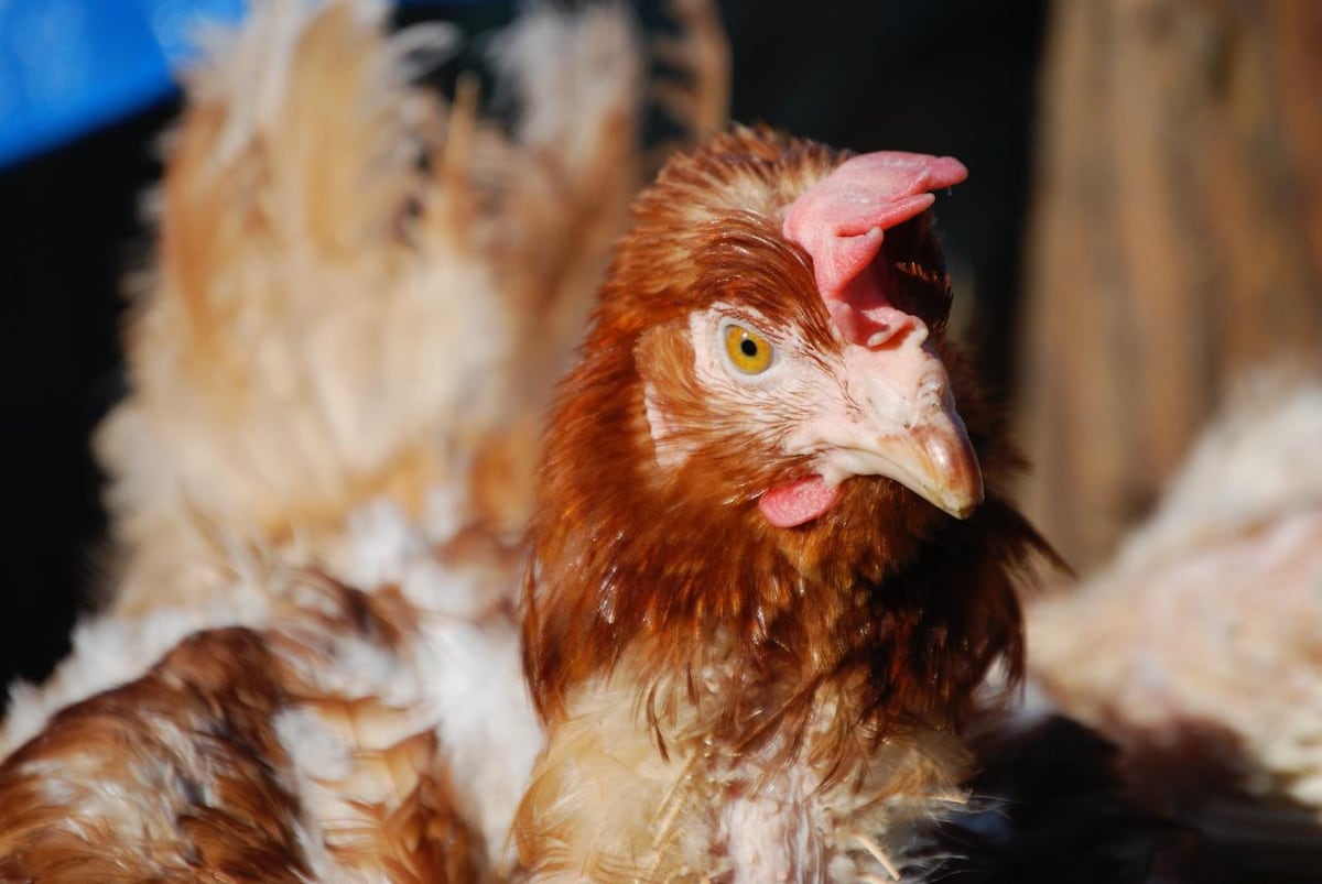 Igualdad Animal. Animales en granjas: cambiar sus vidas es posible