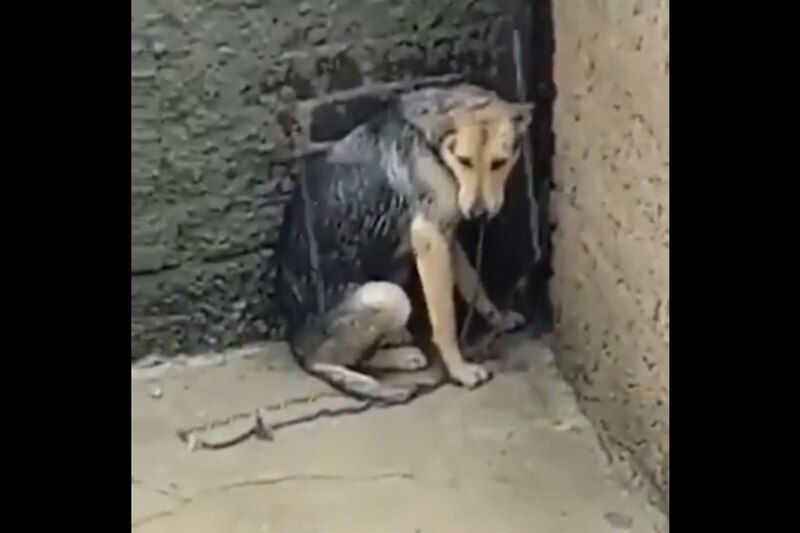 Perro callejero mojado y triste