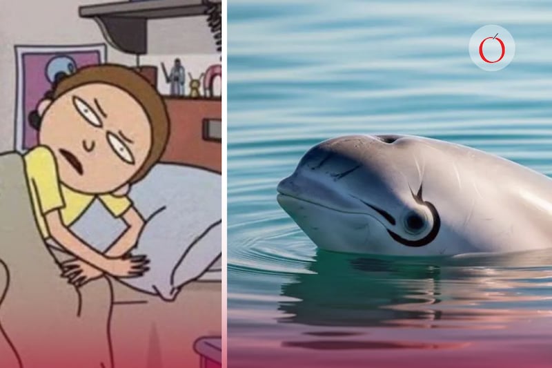 ¿Y las vaquitas marinas? Esta es la cantidad exacta de ejemplares que quedan en el planeta; ¡viven en México!