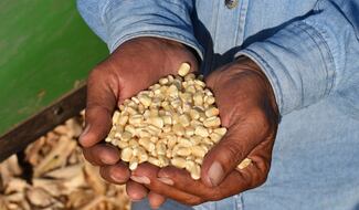 Agricultura inicia pago a más de 4 mil 311 productores de maíz blanco en cuatro estados